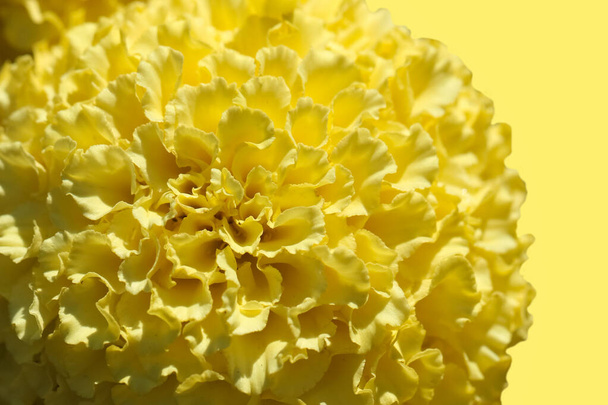 Front top photo of a yellow marigold (lat. Tagtes) flower isolated on a bright yellow background - Photo, image