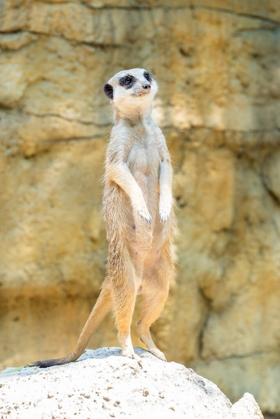a meerkat is standing on a rock - Photo, Image