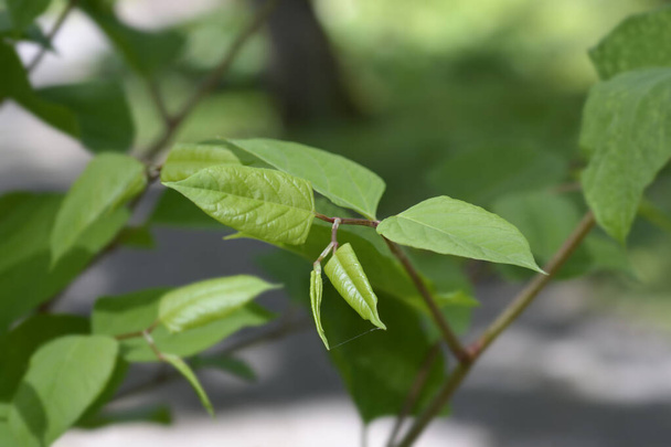 Japanese knotweed leaves - Latin name - Fallopia japonica - Valokuva, kuva