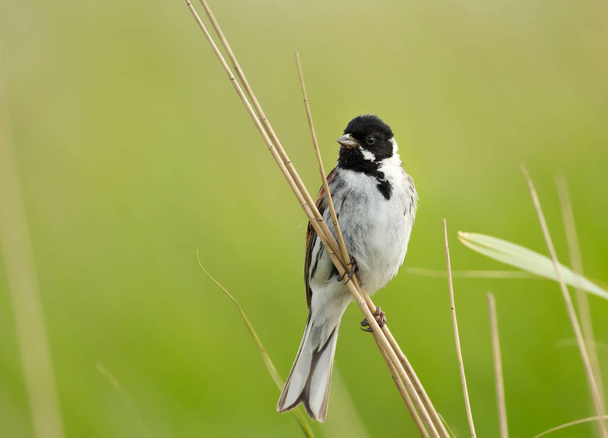 Close up of a perched common reed bunting in Rainham marshes nature reserve, UK. - Photo, Image