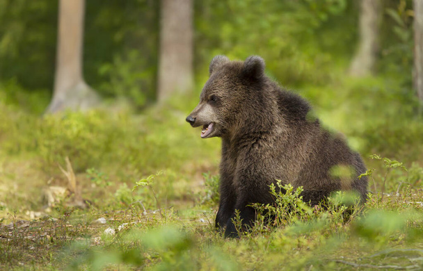 Közelkép egy eurázsiai barna medve (Ursus arctos arctos) kölyökről a boreális erdőben, Finnországban. - Fotó, kép