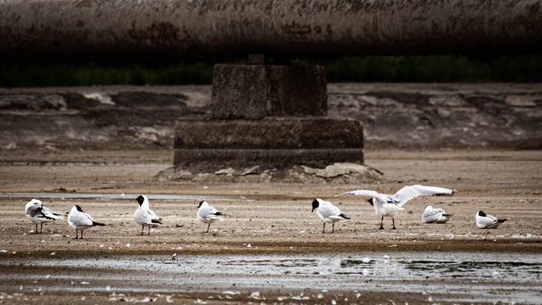 A flock of seagulls sitting next to a puddle against the backdrop of urban pipes  - Фото, зображення