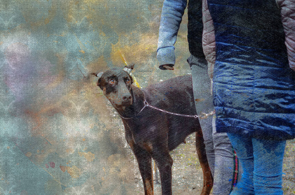 Digitální akvarelová malba psa Dobermana. Hnědý pes s uříznutýma ušima na vodítku. Abstraktní tapeta. - Fotografie, Obrázek