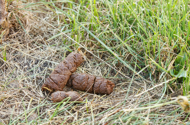 big pile of dog shit on the city lawn. outdoor closeup. fresh animal crap dung - Foto, afbeelding