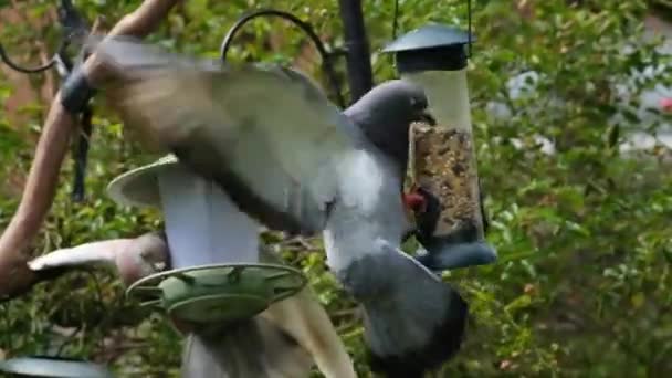 Holubi (Columba livia domestica), také nazývaní městští holubi, městští holubi, nebo pouliční holubi, jsou holubi, kteří pocházejí z domácích holubů.  - Záběry, video