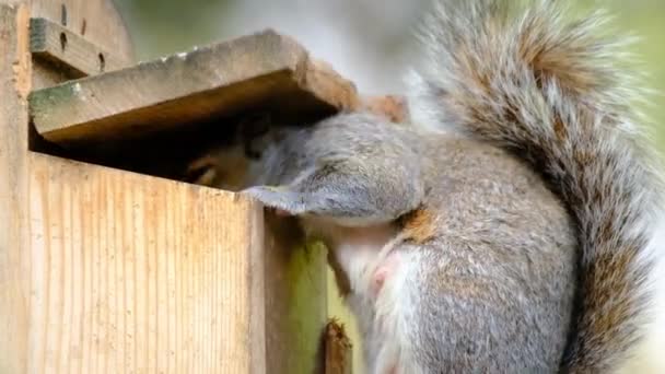 L'écureuil gris, également connu sous le nom d'écureuil gris selon la région, est un écureuil arboricole du genre Sciurus. Il est originaire de l'est de l'Amérique du Nord, où il est le plus prodigieux et écologiquement essentiel régénérateur de forêt naturelle. - Séquence, vidéo