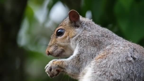 L'écureuil gris, également connu sous le nom d'écureuil gris selon la région, est un écureuil arboricole du genre Sciurus. Il est originaire de l'est de l'Amérique du Nord, où il est le plus prodigieux et écologiquement essentiel régénérateur de forêt naturelle. - Séquence, vidéo
