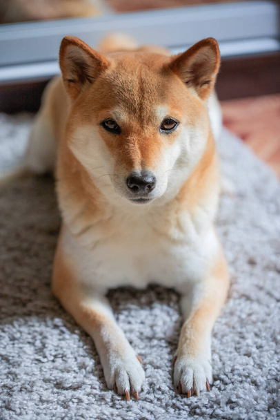 Tüylü, genç, kırmızı bir köpek Shiba Inu gri bir halıya uzanıyor ve kameraya bakıyor. - Fotoğraf, Görsel