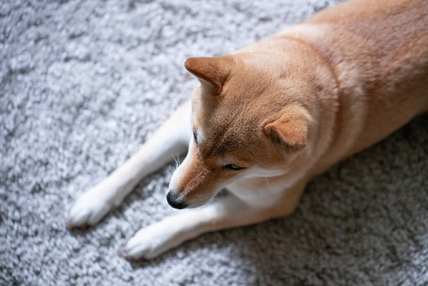 A fluffy young red dog Shiba inu lies on a gray carpet  - 写真・画像