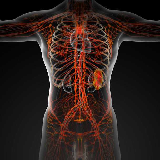 Lymphatic system - Photo, Image