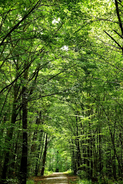 δρόμο μέσα σε ένα δάσος μέσα από δέντρα στο φως και τη σκιά - Φωτογραφία, εικόνα