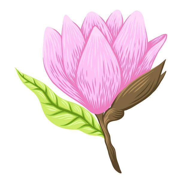 Vector Illustration of beautiful magnolia, Spring flower isolated on white background - Vektor, kép