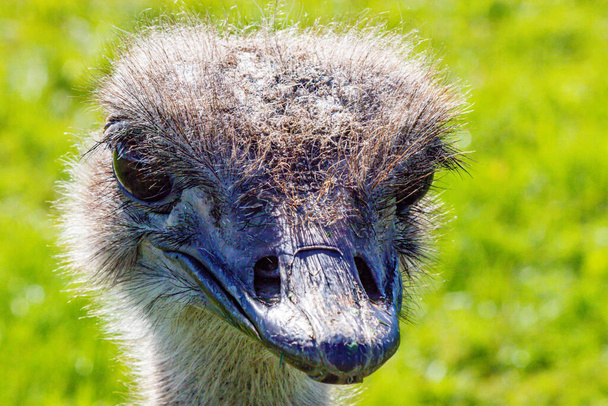 Ostrich in profile. Discovery wildlife Park, Innisfail, Alberta, Canada - Фото, изображение