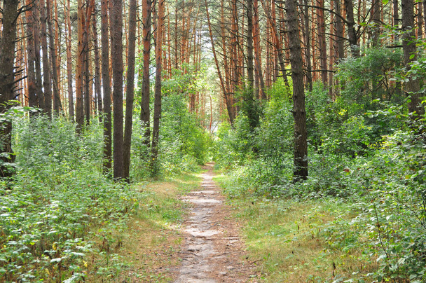 Pine forest on a summer sunny day. Background, texture. - Fotografie, Obrázek