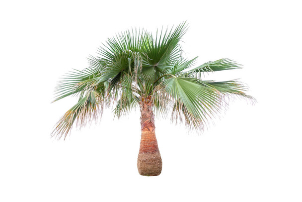 Dates small palm tree isolated on white background - Photo, Image