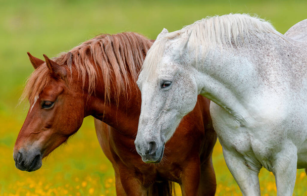 Biały i brązowy koń na pole żółty kwiat. Zwierzęta gospodarskie na łące - Zdjęcie, obraz
