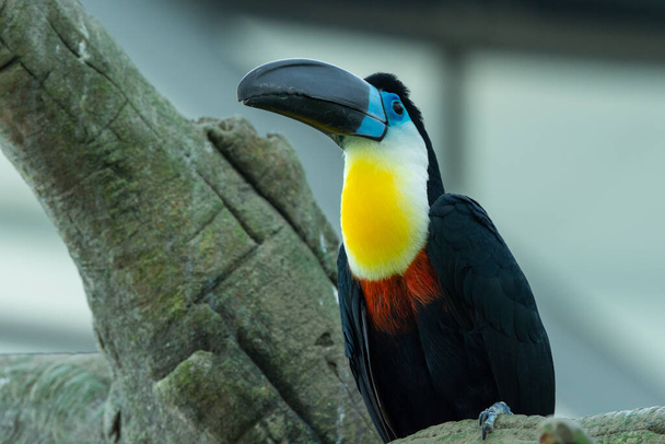 The channel-billed toucan close up (Ramphastos vitellinus) close up on a branch in south america. - Photo, Image