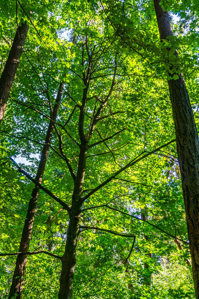 Pohled na zelené listy a větve v parku Normandie, Washington. - Fotografie, Obrázek