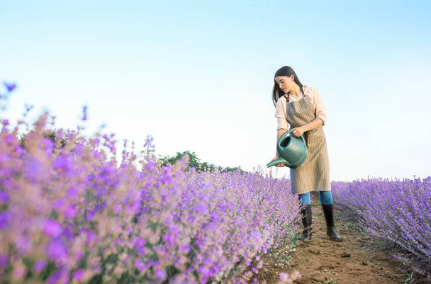ラベンダー畑で散水缶を持つ女性農家 - 写真・画像