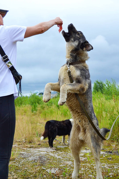 Sahibi ile antrenman yaparken büyük gri köpek zıplıyor.  - Fotoğraf, Görsel