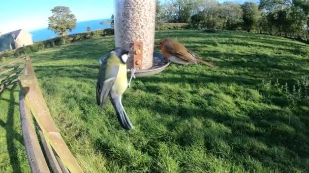 Goldfinch and a Chaffinch fighting at a bird feeder in Slow Motion - Video, Çekim