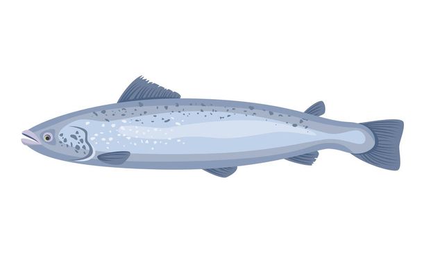 Salmon fish on white background, seafood. Vector illustration. - Wektor, obraz