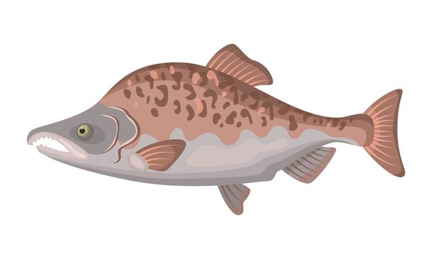 Pink salmon fish on white background, seafood. Vector illustration - ベクター画像