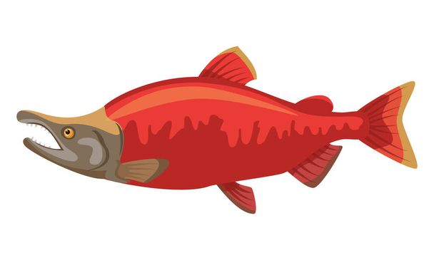 Sockeye salmon fish on white background, seafood. Vector illustration. - Vetor, Imagem
