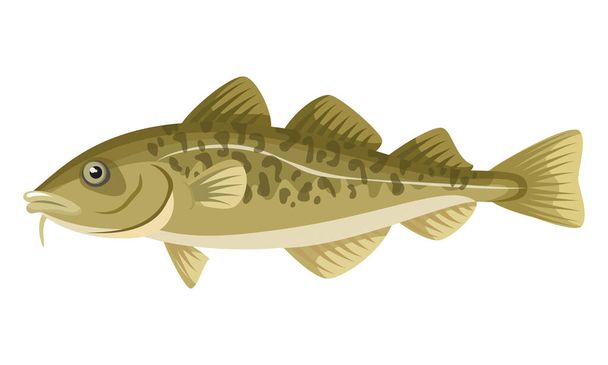 Cod Fish on white background, seafood. Vector illustration. - Вектор,изображение