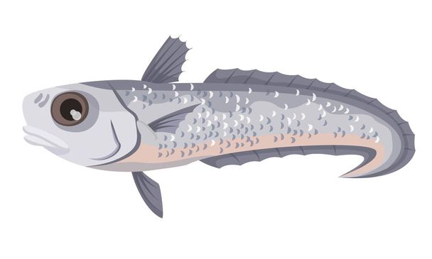 Grenadier (macruronus) on white background, seafood. Vector illustration. - Vektori, kuva
