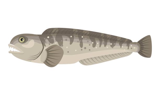 Atlantic wolffish, catfish on white background, seafood. Vector illustration. - Vector, Imagen
