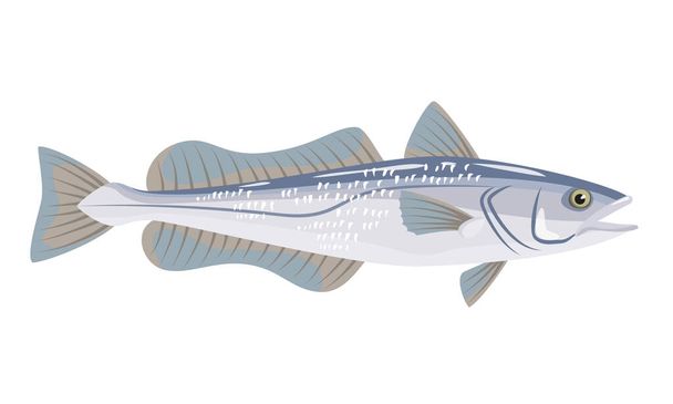 Hake fish on white background, seafood. Vector illustration - Vetor, Imagem
