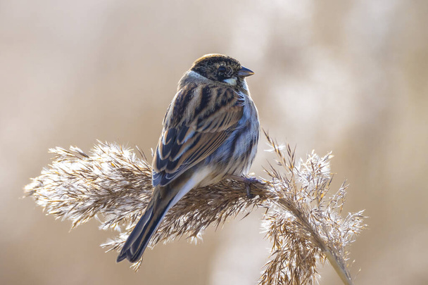A common reed bunting Emberiza schoeniclus sings a song on a reed plume Phragmites australis. The reed beds waving due to strong winds in Spring season on a cloudy day. - Photo, Image