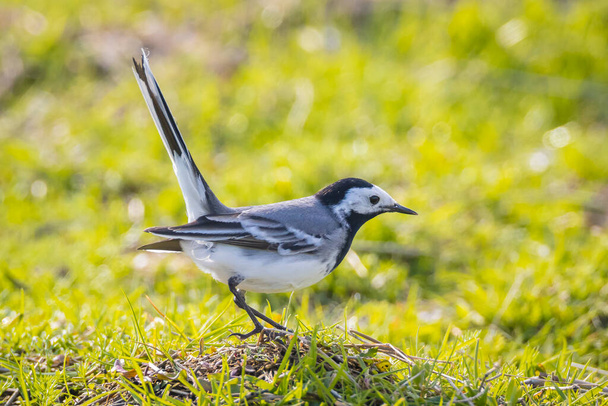 Closeup of a White Wagtail, Motacilla alba, A bird with white, gray and black feathers. The White Wagtail is the national bird of Latvia - Photo, Image