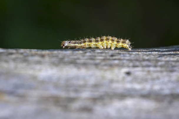 Closeup of a caterpillar or larva of a Orthosia cruda, the small Quaker moth feeding leaves in nature. - Photo, Image