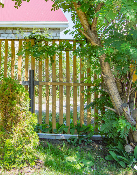 Een nieuw houten hek en geplant thuja en rowan bomen, struiken van lelies van de vallei onder het hek, de achtergrond van een witte bakstenen huis met een rood dak. Omheinde achtertuin met landschap. - Foto, afbeelding