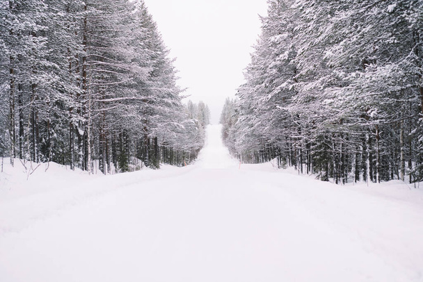 Picturesque scenery of empty roadway covered with fresh snow placed among coniferous wild woods in Norway in winter in daytime - Photo, Image