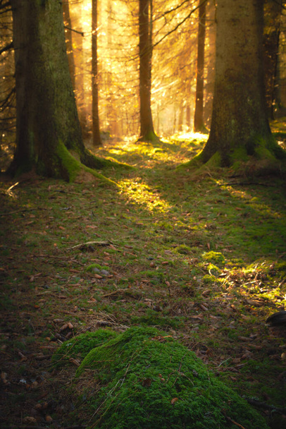 sun rays in the forest - Foto, afbeelding