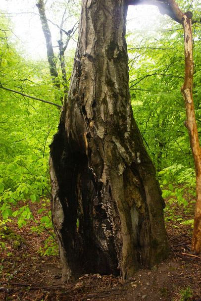 old tree in the forest - Foto, Imagem