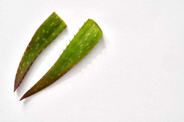 Two aloe vera leaves on a white background with copy space, top view - 写真・画像