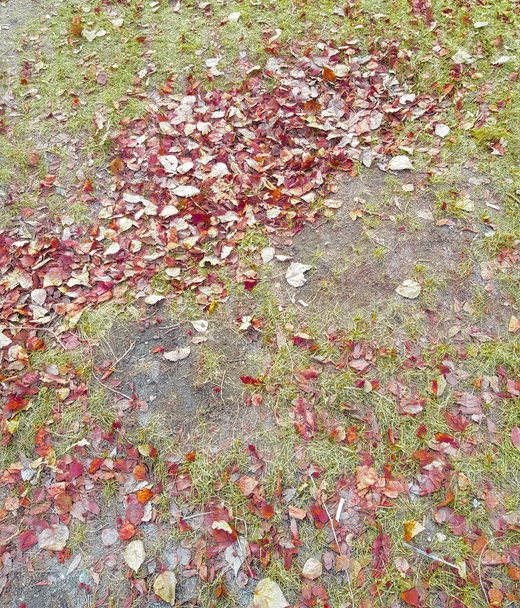 Beau fond d'automne de feuilles jaunes et dorées tombées sur herbe verte, début d'automne, cadre vertical. - Photo, image