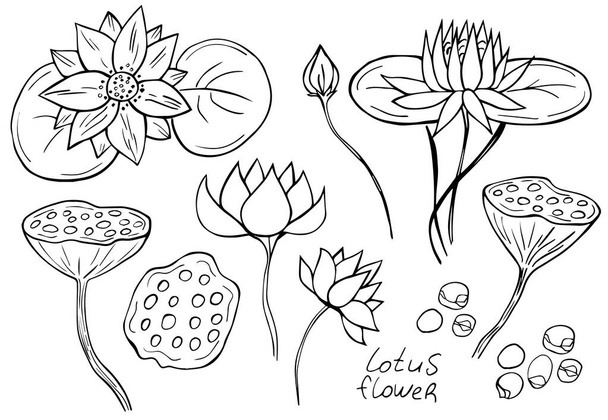 Conjunto de flores de loto aisladas sobre fondo blanco. Ilustración vectorial. Elemento de diseño floral. - Vector, Imagen