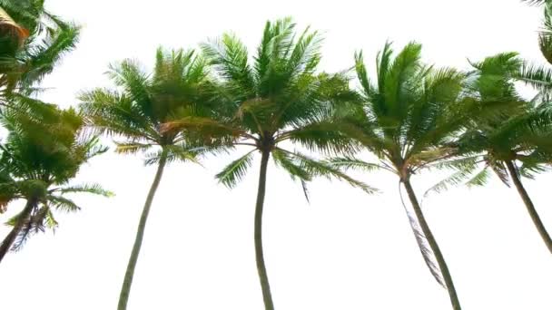 Palmy kokosowe Palmy odizolowane na białym tle Wiersz drzew w wietrzny dzień Naturalne tło - Materiał filmowy, wideo