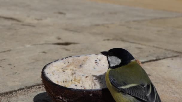 Great Tit feeding from Insect Coconut Suet Shell on the ground - Filmagem, Vídeo