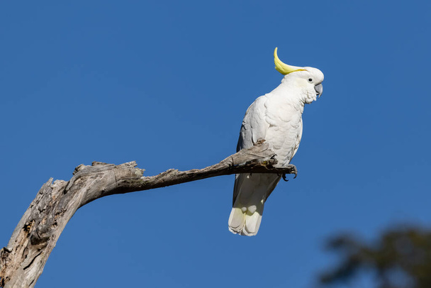 Cockatoo με βάση το θείο σκαρφαλωμένο σε κλαδί δέντρου - Φωτογραφία, εικόνα