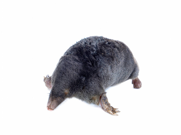 Animal earthen mole on a white background. Animal Talpidae. Dig an underground passage. Family of mammals. Insectivorous mole. Environmental protection. Ecosystem. - Photo, Image