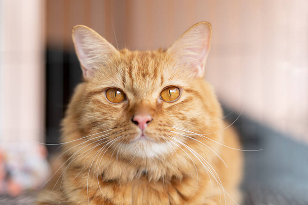 Chiudi Occhi di gatto gatto arancione seduto su una gabbia in casa  - Foto, immagini