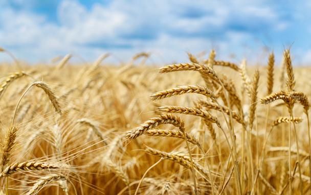 Altın buğday tarlası - Fotoğraf, Görsel