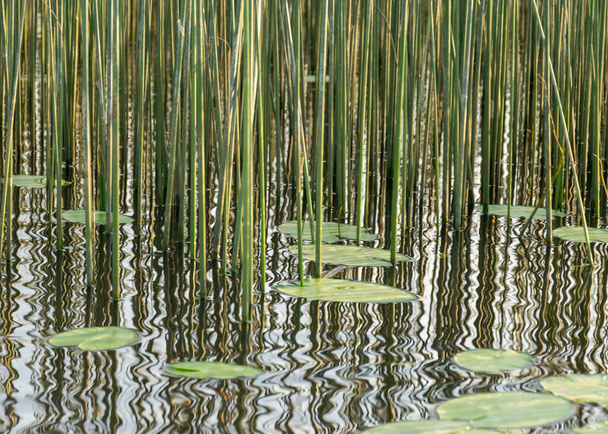 paysage estival avec une surface d'eau calme, nénuphars, feuilles vertes et roseaux, reflets dans l'eau - Photo, image