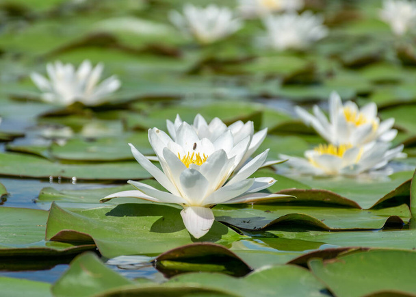 Temiz ve el değmemiş nehir suyunda yeşil yapraklardan oluşan bir arka planda çiçek açan güzel beyaz nilüfer çiçeği. - Fotoğraf, Görsel